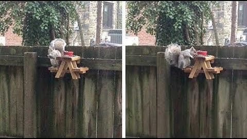 Man Builds an Adorably Tiny Picnic Table for Squirrels in His Yard!