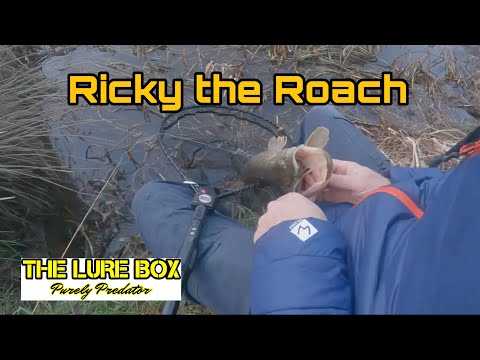 Westin Ricky the Roach Shadtail R 'N R video