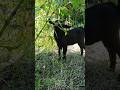 Somol black red goat sagol Bakri shorts videos #youtubeshorts #ytshorts #shorts