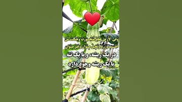 ترجمه فارسي سوره مبارک رعد آیه۳الی۴☝️🤲🕋❤️
