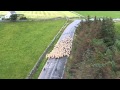 Stock Ewe Lambs Weaned - Part 3