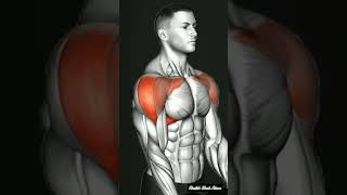 Best 3 Shoulder Exercisesheikh Shah Alam