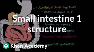 Small intestine 1: Structure | Gastrointestinal system physiology | NCLEX-RN | Khan Academy screenshot 5