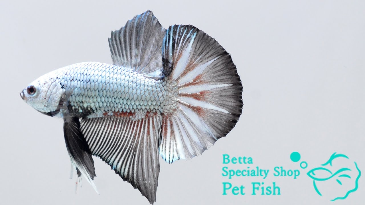 ベタ 熱帯魚 生体 プラカット PKHMカッパー オス ブラック系1558 - YouTube
