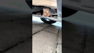 Newborn Kittens Trapped in a Car! 😿 #animalrescue #adoptstrays #kindness #cat #rescueefforts