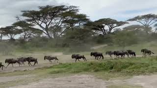 Serengeti Wildebeest Migration Ndutu area for calving season