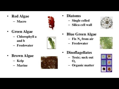 Difference between Green algae, Brown algae and Red algae