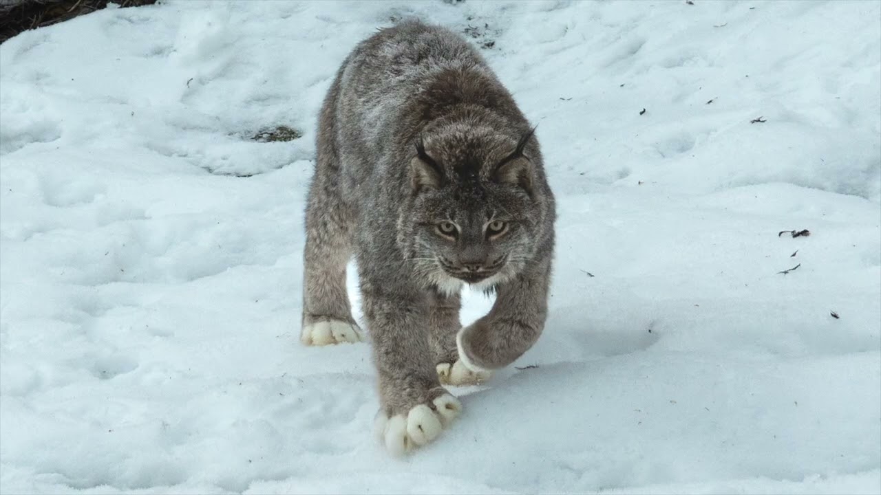 Haines, AK. 11-22  Chilkat Bald Eagles Preserve & Kroschel Wildlife Center