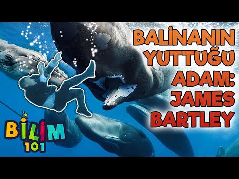 Video: Jonah balinada hayatta kalmış olabilir mi?