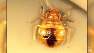Mayo Clinic Minute: Bedbugs Color Preferences
