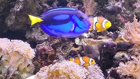 Real Life Finding Nemo! 😍 Beautiful, Relaxing Fish 🐟