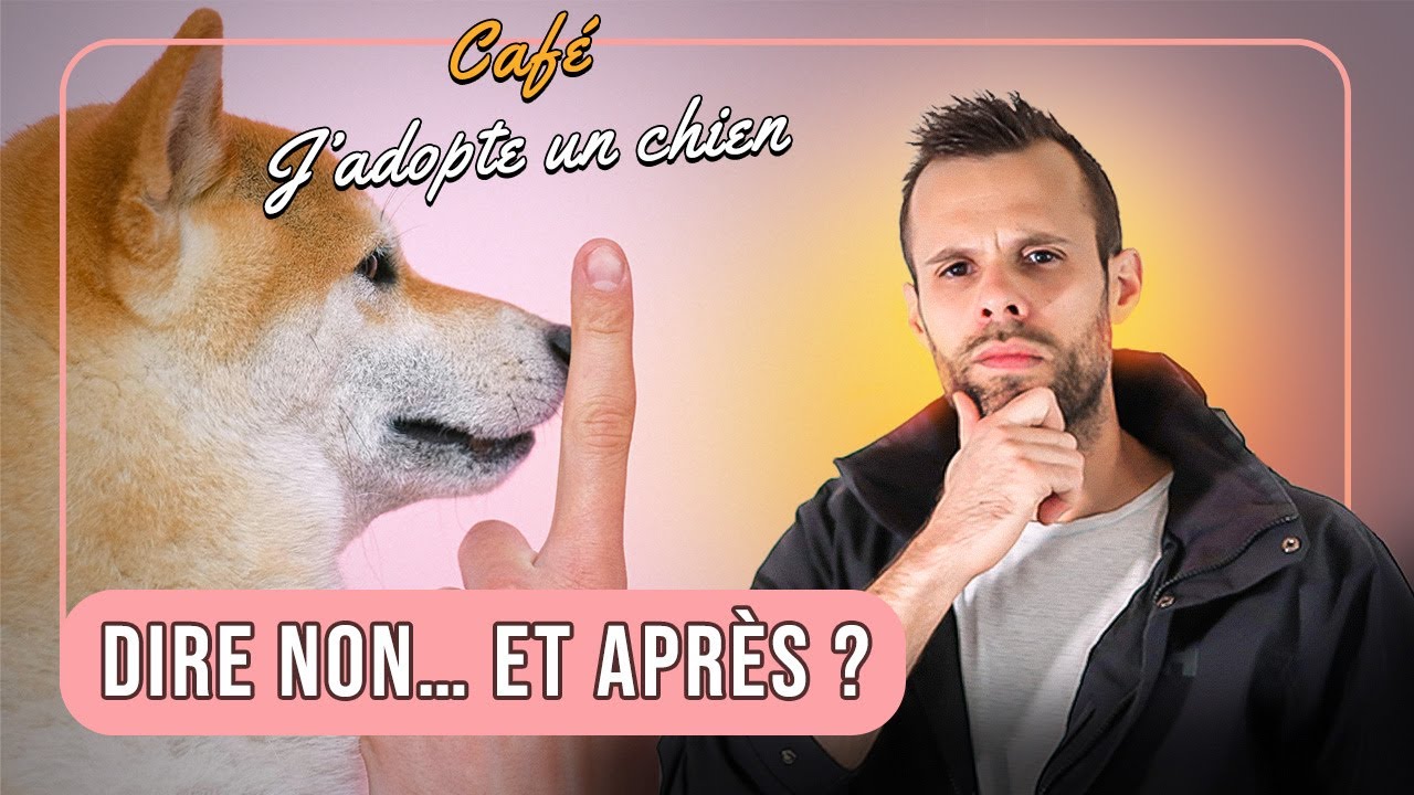 Dire NON à son chien : l’erreur que tout le monde fait - YouTube