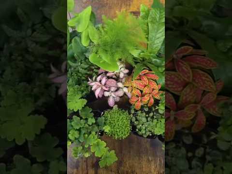 Terrarium plant selection for Terrariums and Paludariums #plants