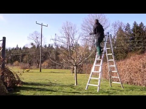 Cómo podar correctamente un manzano | Taller de poda de árboles frutales | TUTORIAL | HD