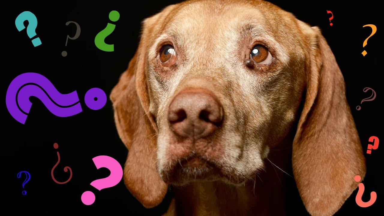 Feeding a dog with cognitive dysfunction