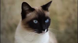 5 Fascinating Facts About Siamese Cats ،  |Siamese cats||Siamese cat facts| cat breeds, feline facts