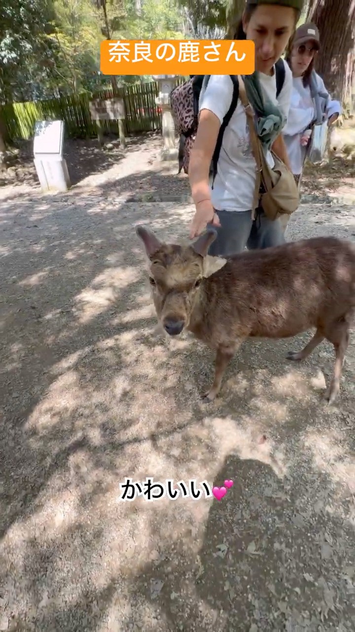 鹿さんチューブ #お鹿つ #推鹿つ #ぶっちゃん #おせんべいどうぞ #奈良