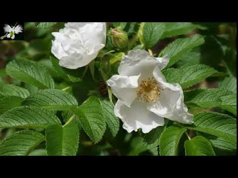 Video: ¿Qué es una rosa rugosa? Cómo cultivar rosales rugosa