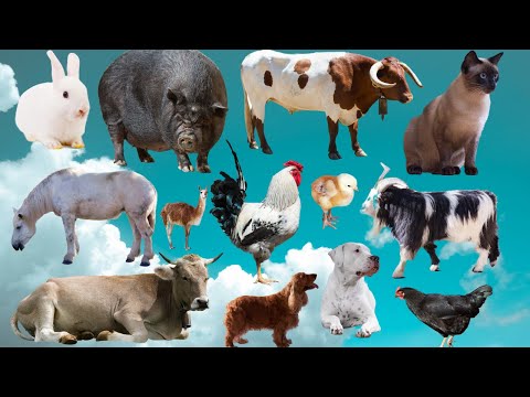 Animal sounds, farm animals   cow, dog, cat, sheep, chicken, bat, pig, goat, sheep, ducks