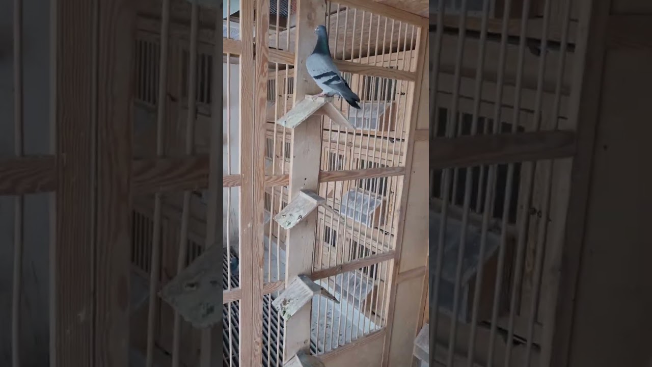 Po próbnym parowani wstępne omówienie samców 