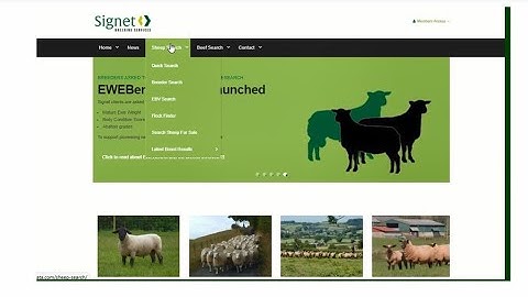 Signet database tutorial: finding breeders and flocks