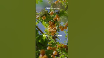 #خير_كتاب | رعد الكردي - فلينظر الإنسان إلى طعامه - ما تيسر من سورة عبس