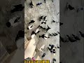 Kabutari Bole Kabutar Se | #shorts