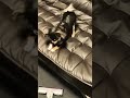 ソファーから降りられないのに掃除機に挑むつぶ#shorts