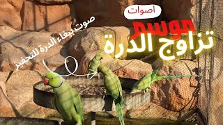 صوت ببغاء الدرة يصفر | موسم التزاوج