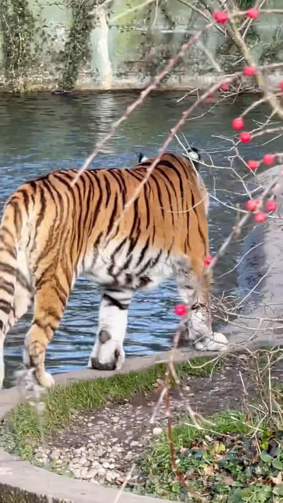 Alpha Tiger Dominating Old Abandoned Urban Area in India