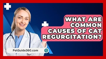 What Are Common Causes Of Cat Regurgitation? - PetGuide360.com