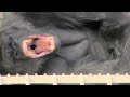 シャバーニ家族 692  Shabani family gorilla