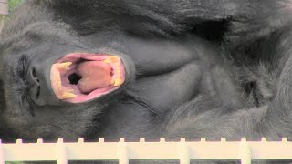 シャバーニ家族 692  Shabani family gorilla