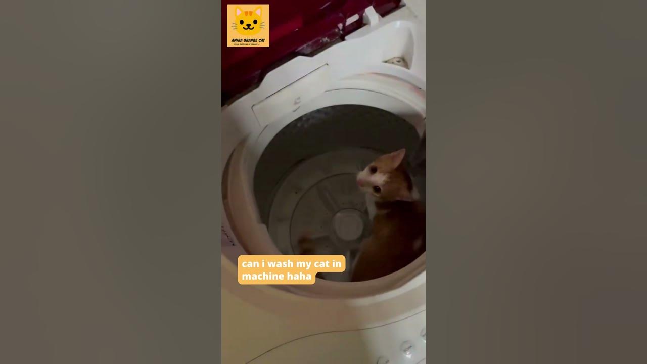 can i wash my cat in machine haha cat cats cutecat cutecat shorts