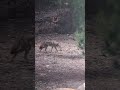 Coyote hanging out eating stolen pomegranate
