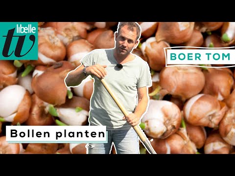 Video: Wat was de rage van de tulpenbollen?