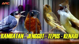 MASTERAN KOMBINASI CUCAK JENGGOT - RAMBATAN - TEPUS - KENARI SUPER GACOR