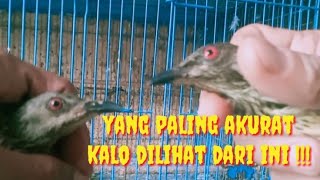 CARA MEMBEDAKAN BURUNG CUCAK KELING TROTOL JANTAN DAN BETINA