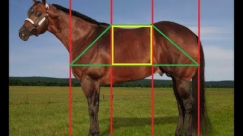 3 - (Part 1) Judging Halter - PA 4-H Equine Knowledge Contest