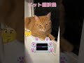 猫にペット翻訳したら納得の結果に！ Translate cat　#Shorts