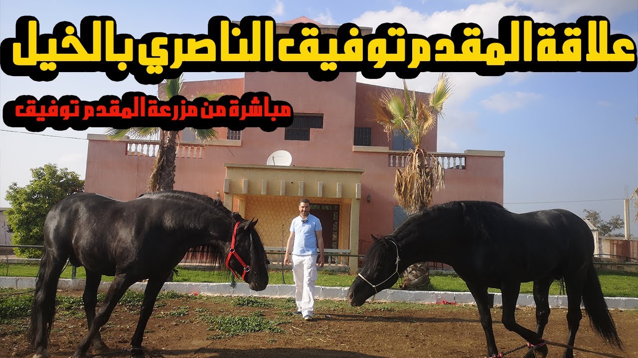 روبورطاج حصري 🔥 يحكي عن علاقة المقدم #توفيق_الناصري بالخيل 🐎🐎