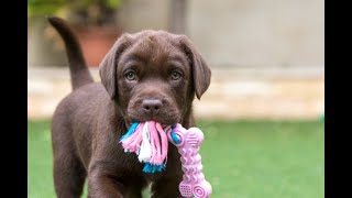 Labrador Compilation - Cute and Funny #13 by Suenna 37,000 views 1 year ago 6 minutes, 18 seconds