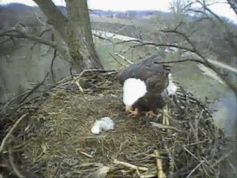 second Eaglet feeding 04/06/10 Bald Eagle Cam Fish...