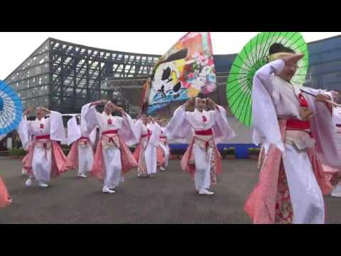 2016 南砺市菊まつり よさこい演舞 『舞士道』さん