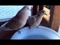 I bring the new dove into the aviary