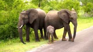 Elephants Protecting Their Young Calves Against Us!