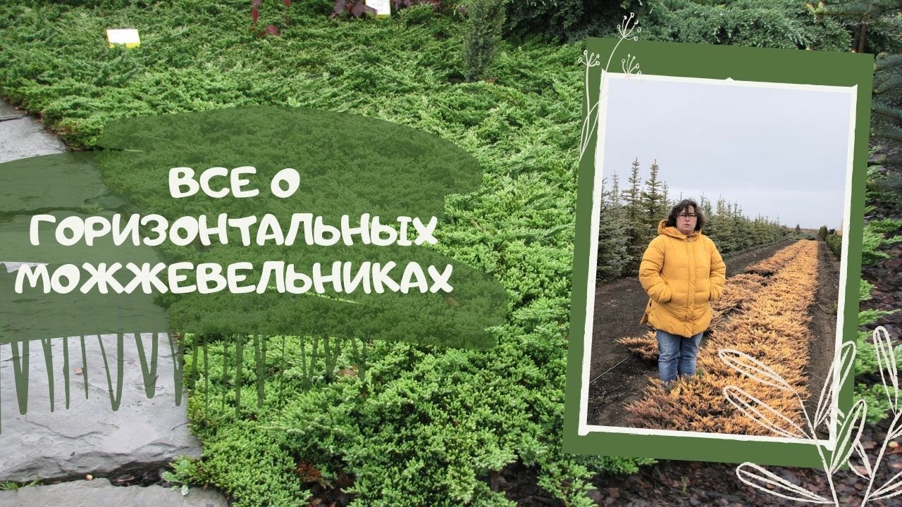 Можжевельник ползучий фото и описание Можжевельник ползучий фото и описание