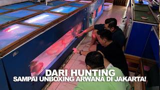 HUNTING ARWANA KE PONTI SAMPAI UNBOXING DI JAKARTA!!