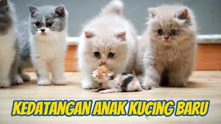 ANAK KUCING BRITISH PUNYA ADIK BARU