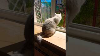 Это Перепись Населения... #cat #видосыоткота #веселыекоты #прикольныекоты #юмор #котики #кот #котик